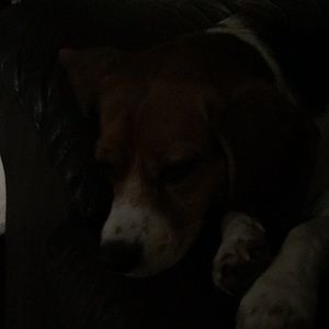 Meet your Posher, Joel